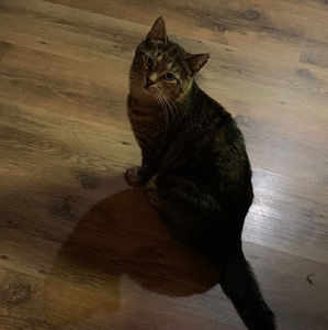 Meet your Posher, Hailey